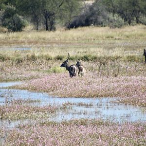 Waterbuck in the floodplains