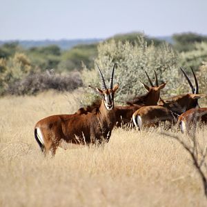 Sable herds looking healthy