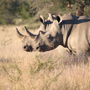 Rhino strolling by