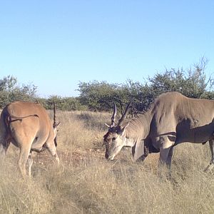 Eland coming to salt lick