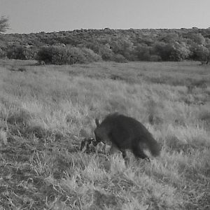 Brown Hyena