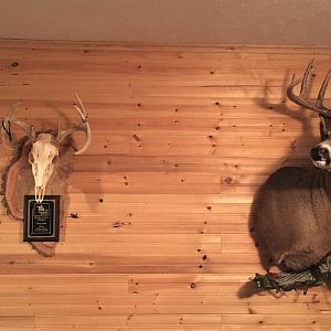 White-tailed Deer  Mounts Taxidermy