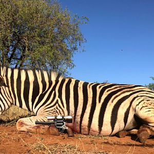 Burchell's Zebra Handgun Hunting South Africa