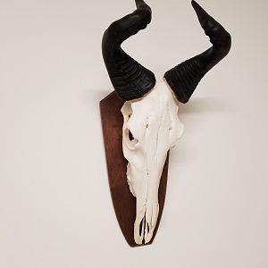 Lichtenstein Hartebeest European Skull Mount