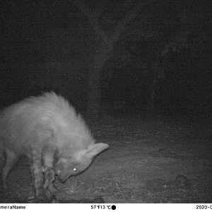 Trail Cam Pictures of Brown Hyena in South Africa