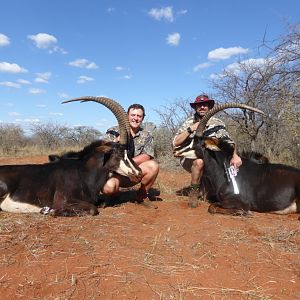 South Africa Hunting Sable