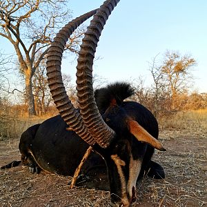 Hunting Sable South Africa