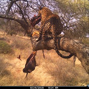 Leopard Trail Cam Pictures Tanzania