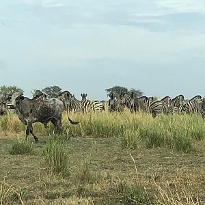 Plains Zebra in Tanzania