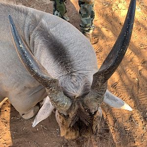 South Africa Hunting Eland