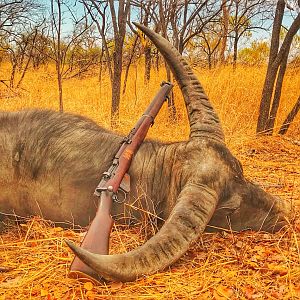 Australia Hunt Asiatic Water Buffalo