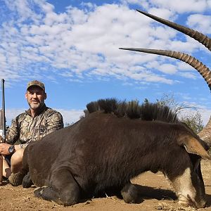 South Africa Hunt Sable Antelope