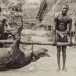 Hunt Tapir in Indonesia