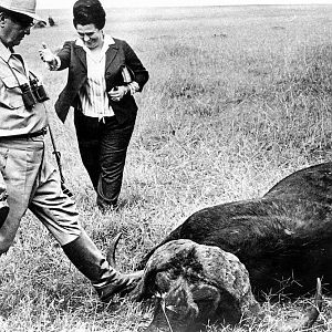 Hunt Buffalo in Kenya