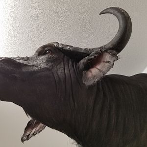 Cape Buffalo Shoulder Mount Taxidermy