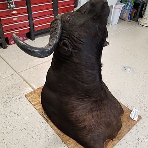 Cape Buffalo Shoulder Mount Taxidermy