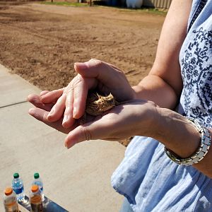 Horny Toad - Horned Lizard Texas USA