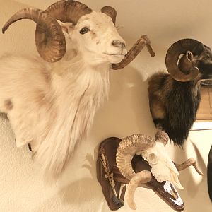 Sheep Shoulder Mounts Taxidermy