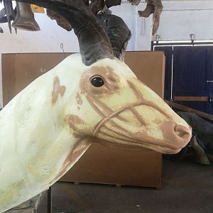 Kudu Shoulder Mount Taxidermy Process