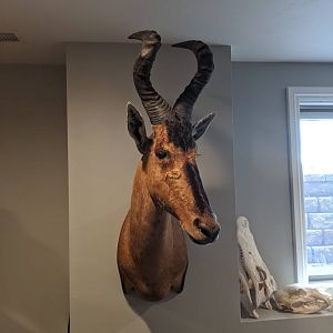 Red Hartebeest Shoulder Mount Taxidermy