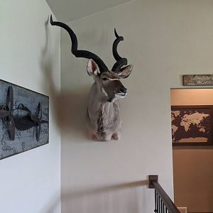 Kudu Shoulder Mount Taxidermy