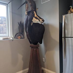 Sable Pedestal Mount Taxidermy