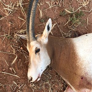 Texas USA Hunting Scimitar Oryx