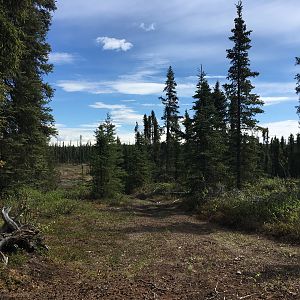 Alaska USA Hunting Brown Bear