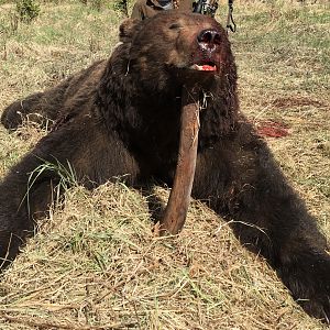 Hunt Brown Bear in Alaska USA