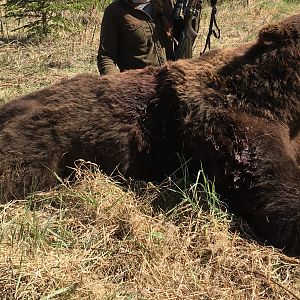 Brown Bear Hunting Alaska USA