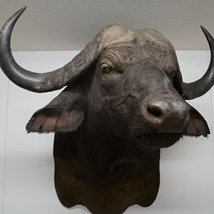 Cape Buffalo Shoulder Mount Taxidermy