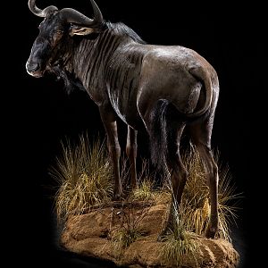 Blue Wildebeest Full Mount Taxidermy