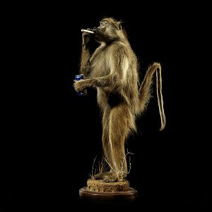 Baboon Full Mount Taxidermy