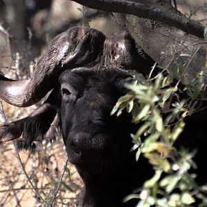 Cape Buffalo in South Africa