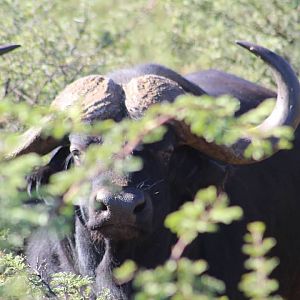 Cape Buffalo in South Africa