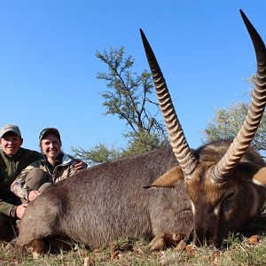 Waterbuck Hunt South Africa