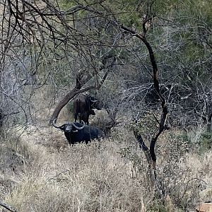 Buffalo South Africa