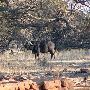 Buffalo South Africa