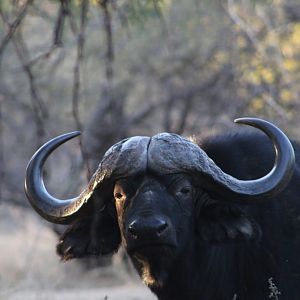 Buffalo South Africa