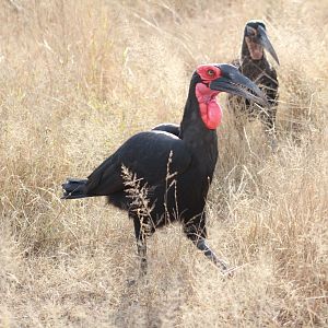 Southern Ground Hornbill on Photo Safari South Africa