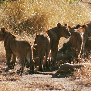 Lions on Photo Safari South Africa