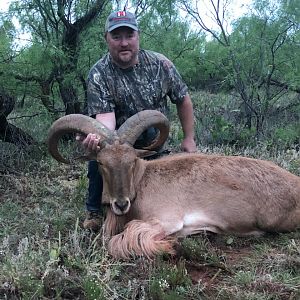 Texas USA Hunt Corsican Ram