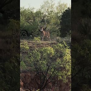 Axis Deer Texas USA