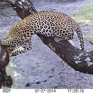 Leopard hunt with Bullet Safaris