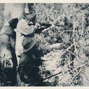 Hunting Leopard in India