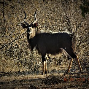 Nyala, South africa