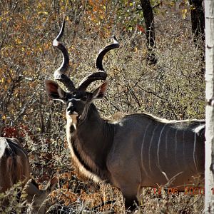 Kudu, South Africa