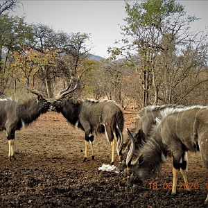 Nyala, South Africa