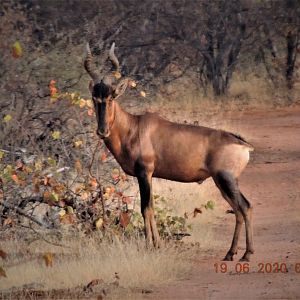 Red Hartebeest, South Africa