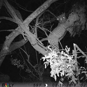 Zimbabwe Trail Cam Pictures Leopard